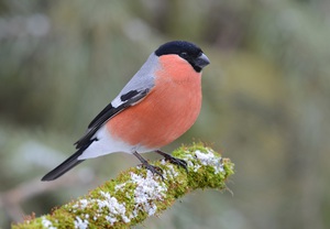 Снегирь: внешность, питание и особенности птицы
