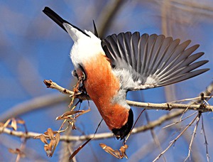 Описание снегиря