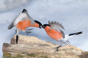 Образ жизни и характер снегирей