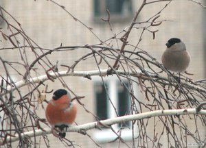 Снегири и человек