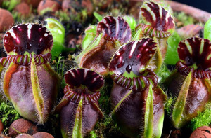 Хищные растения: как они ловят и едят насекомых (с фото)