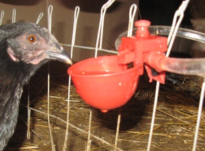 Комбикорма  для   перепелов