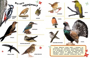 Какие птицы не улетают в теплые края