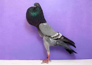 Брненские дутыши - птица со спортивным телом и большим зобом