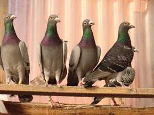 Спортивные голуби