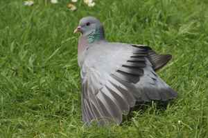 Клинтуха в дикой природе