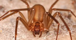 Чем питается тарантул