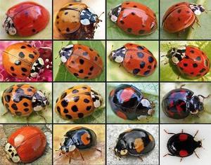 Почему прозвали божьей коровкой