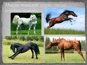 Масти лошадей: описание, фотографии и названия