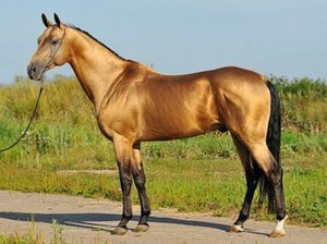 Буланый окрас лошади