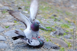 Как размножаются птицы