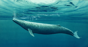 Кит — млекопитающее или рыба? Правда о морских гигантах