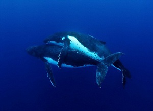  рыба или млекопитающее