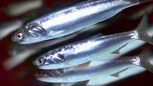 Хамса черноморская: особенности, польза и интересные факты