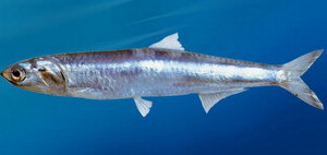 Описание Описание