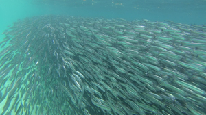 Хамса в море Хамса в море