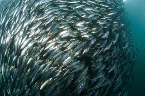 Косяк рыбы