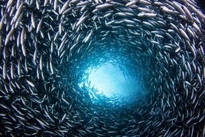 Нерест рыбы