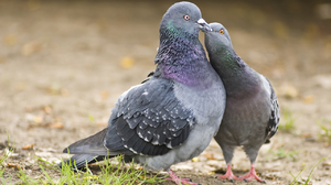 Чем питаются голуби в природе и в домашних условиях