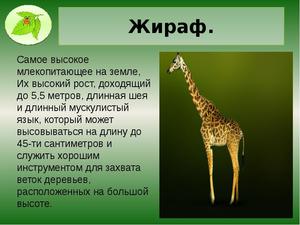 Рост жирафа