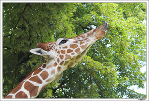 Высота животного жираф