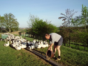 Нюансы разведения гусей в домашних условиях