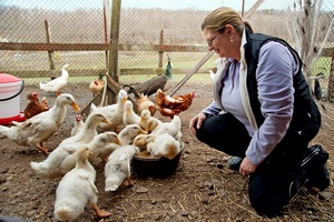 Правила ухода за гусятами в домашних условиях