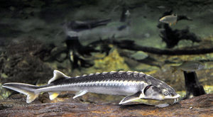 Осетр российский Осетр российский - среда обитания