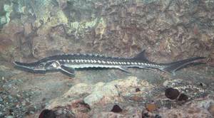 Севрюга Севрюга и промысел