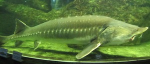 Калуга Калуга - отмечена в красной кние