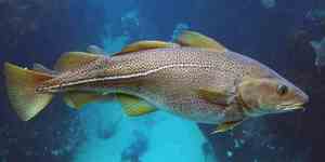 Треска Треска - деликатес