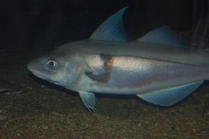 Пикша Пикша, размер рыбки