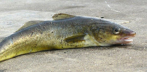 Навага Навага на берегу