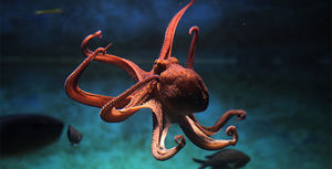 Сколько сердец у осьминога и другие удивительные факты