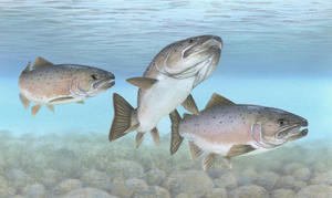 Семга Семга - три рыбы