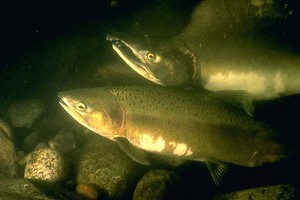 Самка и самец Горбуши Горбуша