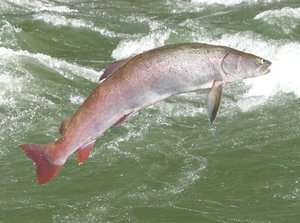 Таймень Таймень в естественной среде