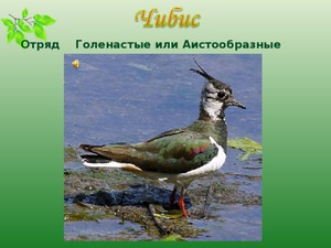 Где обитает птица чибис