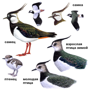 Чибис и пигалица: описание, особенности и образ жизни птиц