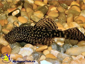 Болезни сомов Анциструсов