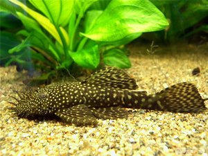 Как кормить Анциструсов