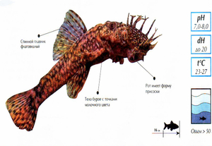 Внешний вид Анциструс