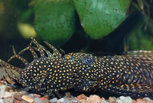 Как разводить Анциструсов