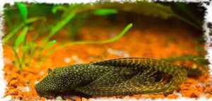 Сом анциструс: уход, содержание и разведение в аквариуме