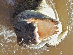 Как размножаются крокодилы