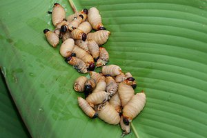 Как питается муха