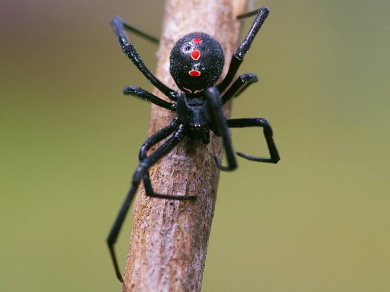 Каракурт - один из самых опасных пауков в мире Как избежать укуса каракурта при отдыхе на природе