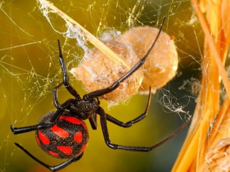 Как размножается паук каракурт Описание поведения каракурта