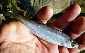 Пузанок Пузанок в руках