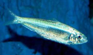 Тюлька Блестящая тюлька